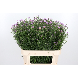 Aster Astee Pink Mi