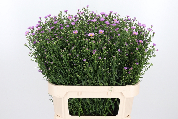<h4>Aster Astee Pink Mi</h4>