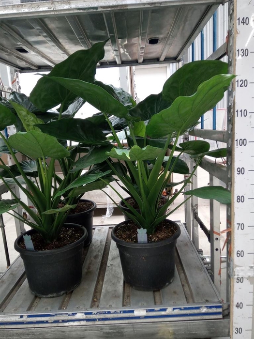 <h4>Alocasia cucullata</h4>