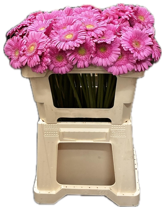 <h4>GE MI KIRSTEY</h4>