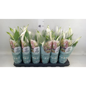 Spathiphyllum  'Pearl Cupido'
