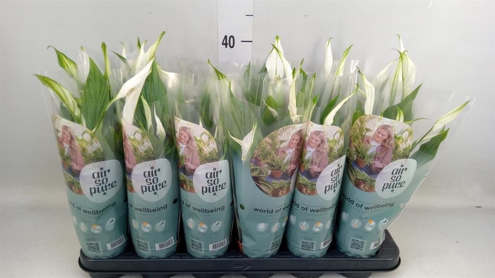 <h4>Spathiphyllum  'Pearl Cupido'</h4>