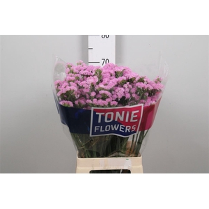 Lim S Rosel Su Birds