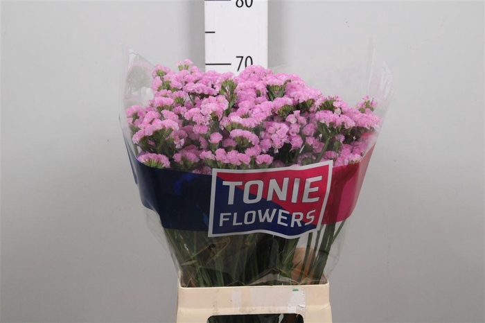 <h4>Lim S Rosel Su Birds</h4>