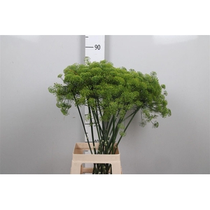 Anet Graveolens