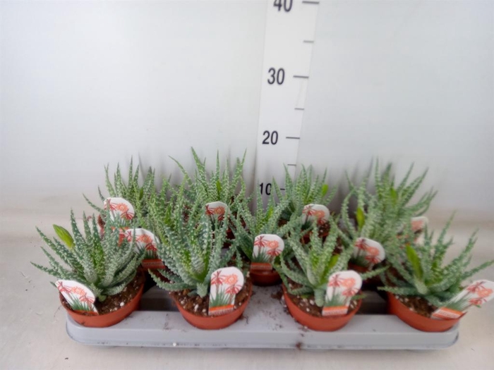 <h4>Aloe humilis</h4>
