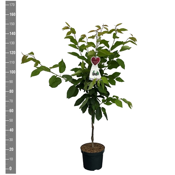 <h4>Prunus a. Gr. Schwarze Knorpelk. struik</h4>