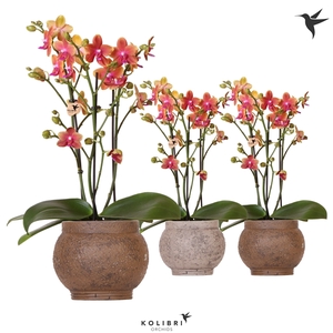 Kolibri Orchids Phalaenopsis Fragrance 3spike in Ancient brown