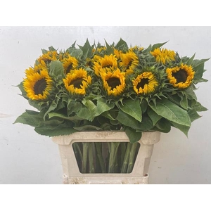 HELIAN AN SUNRICH OR