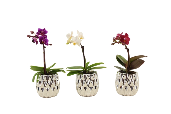 <h4>Dolomite Quartz Silver Tiny Dolls Mix 1T7+ Aqu@</h4>