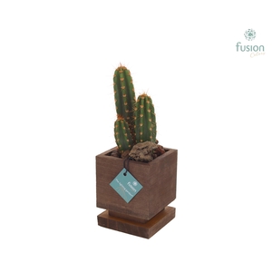 The Lighting Garden LED vierkant donker bruin Small met Cactus