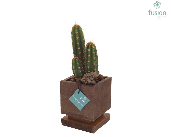 <h4>The Lighting Garden LED vierkant donker bruin Small met Cactus</h4>