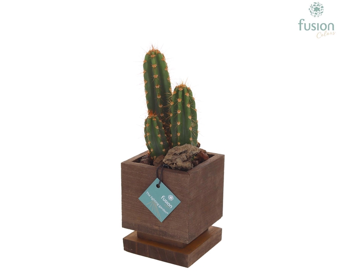 <h4>The Lighting Garden LED vierkant donker bruin Small met Cactus</h4>