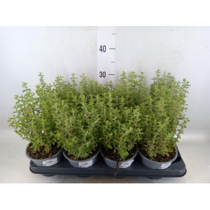 Origanum majorana