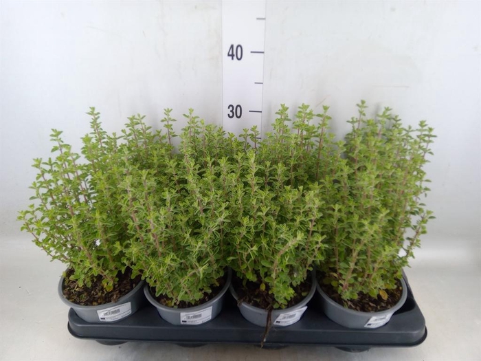 <h4>Origanum majorana</h4>