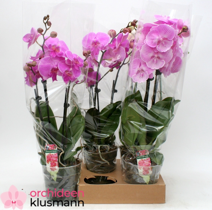 <h4>PHAL GEM</h4>