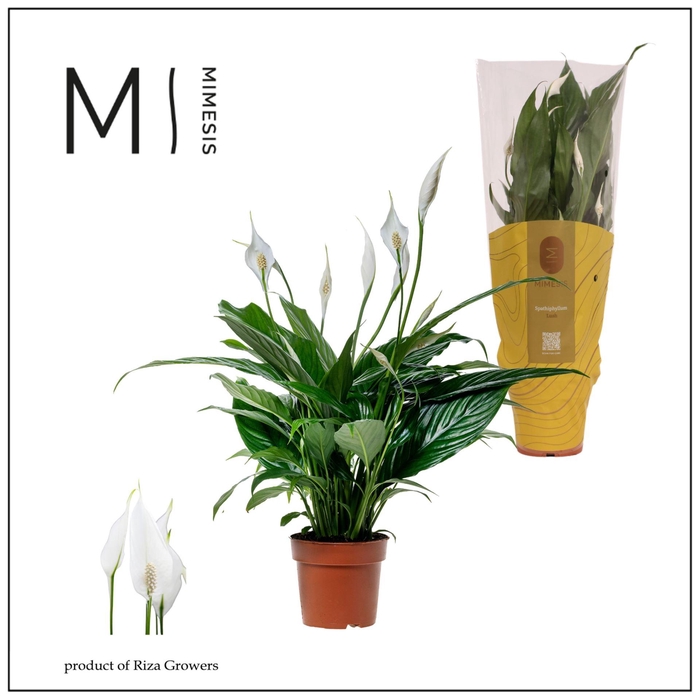 <h4>Spathiphyllum Sweet Benito</h4>