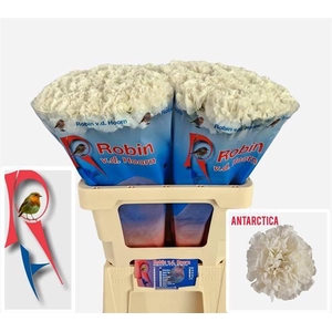 Dianthus st Antarctica