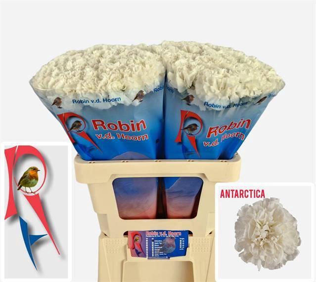 <h4>Dianthus st Antarctica</h4>