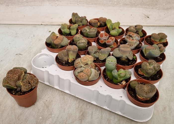 Lithops