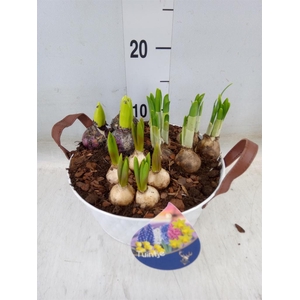 Arr.   Tuinplanten L%