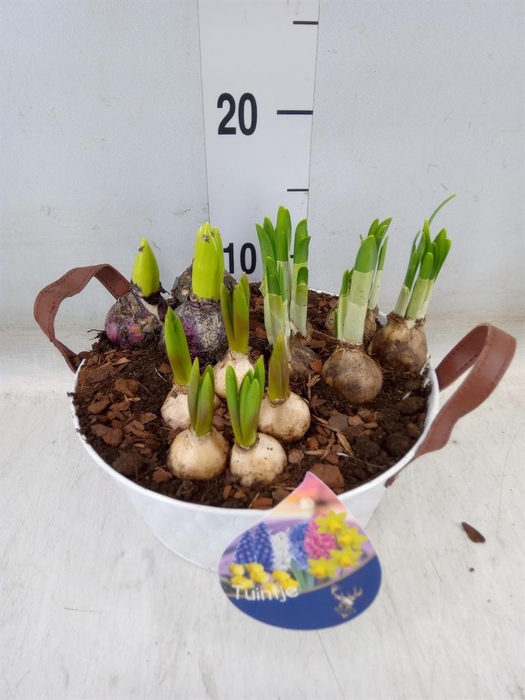 <h4>Arr.   Tuinplanten L%</h4>