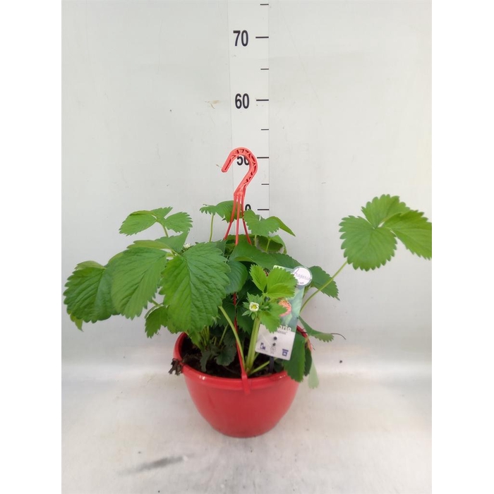 <h4>Fragaria ananassa 'Elsanta'</h4>