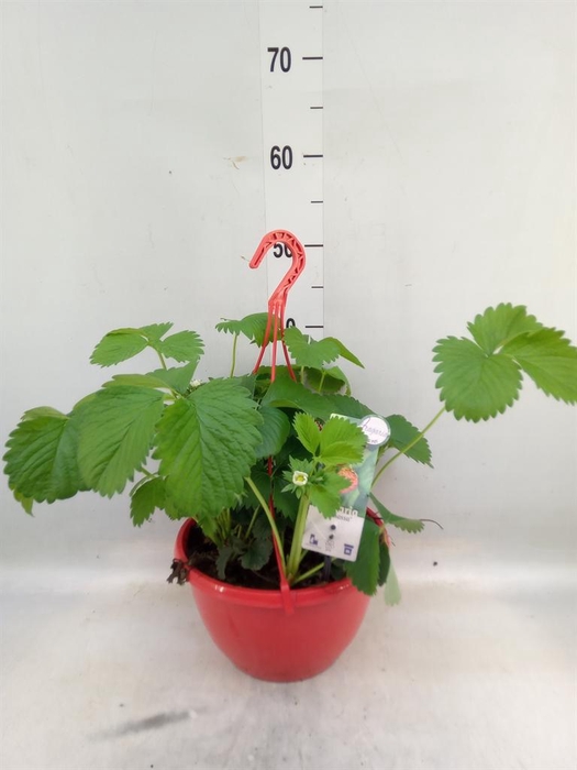 <h4>Fragaria ananassa 'Elsanta'</h4>
