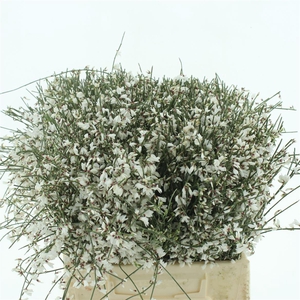 Ginster Baffi White 400 Gr