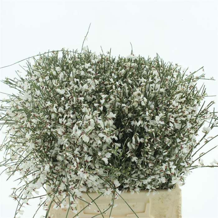 <h4>Ginster Baffi White 400 Gr</h4>