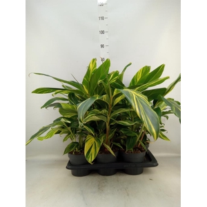 Alpinia zerumbet 'Variegata'