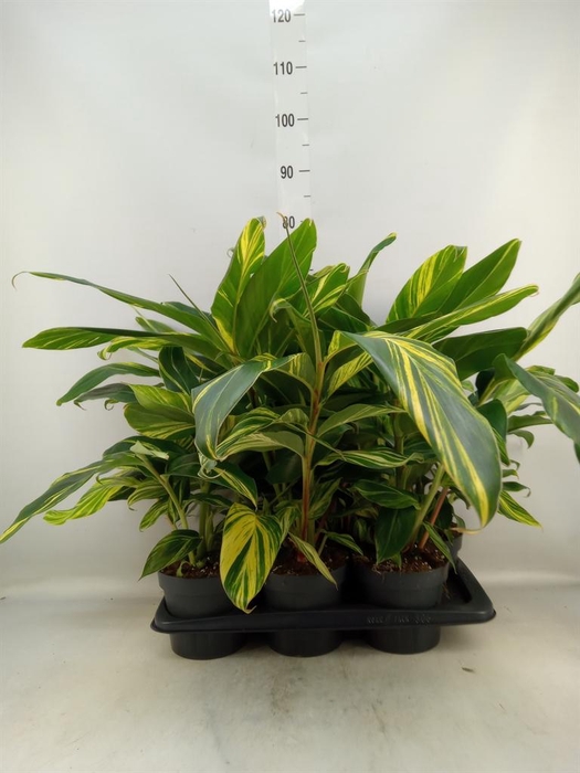 <h4>Alpinia zerumbet 'Variegata'</h4>