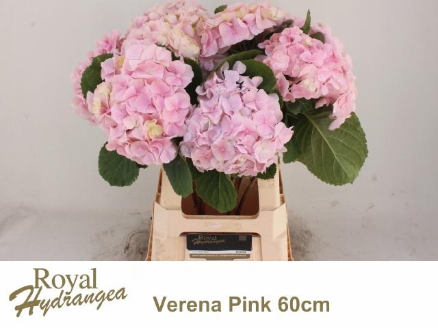 <h4>HYDR M CH VERENA</h4>