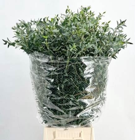 <h4>EUCALYPTUS PARVIFOLIA ITALY</h4>