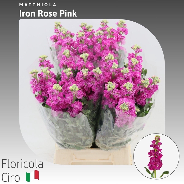 <h4>Matthiola Iron Rose Pink</h4>