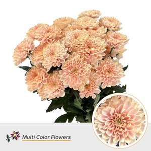 Chr T Altaj Soft Peach