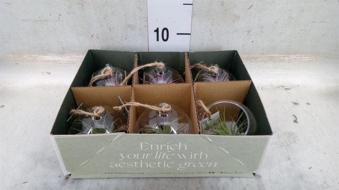 <h4>Arr.  Tillandsia L%</h4>