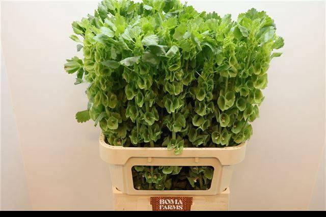 <h4>MOLUCCELLA STUK</h4>