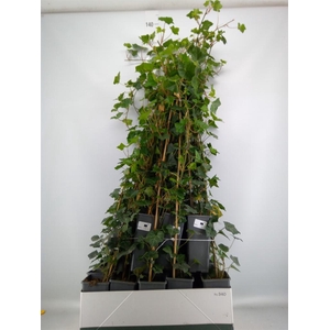 Hedera hibernica