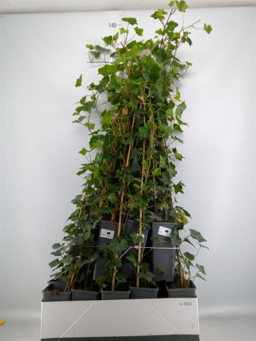 <h4>Hedera hibernica</h4>