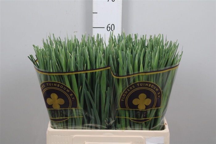 <h4>Iris White Magic</h4>