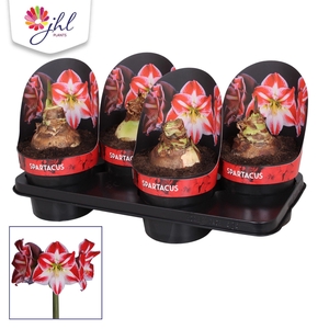 Amaryllis Spartacus