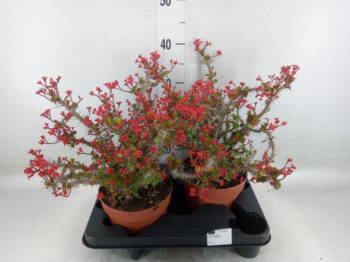 <h4>Euphorbia   ...</h4>
