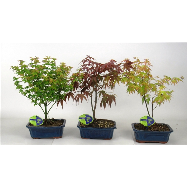 <h4>Acer Mix 20 cm, 3 species, without driptray</h4>