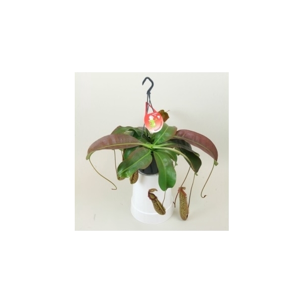 <h4>Nepenthes 'Miranda'</h4>