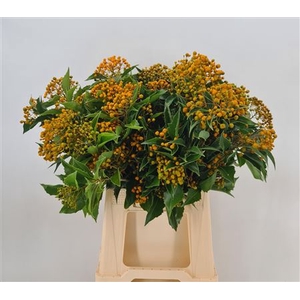 Pittosporum Rhombifolia