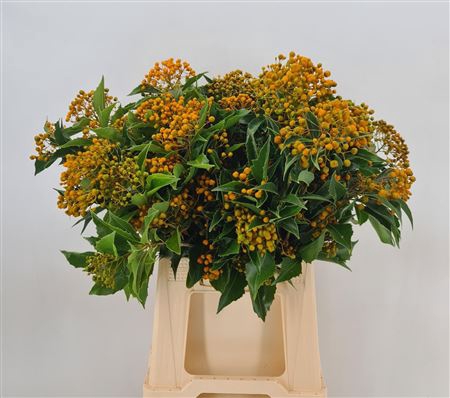 <h4>Pittosporum Rhombifolia</h4>