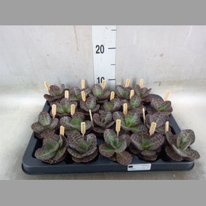 Kalanchoe humilis 'Surpris Desert'