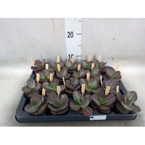 Kalanchoe humilis 'Surpris Desert'