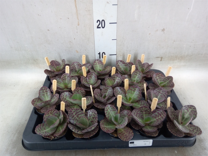 <h4>Kalanchoe humilis 'Surpris Desert'</h4>